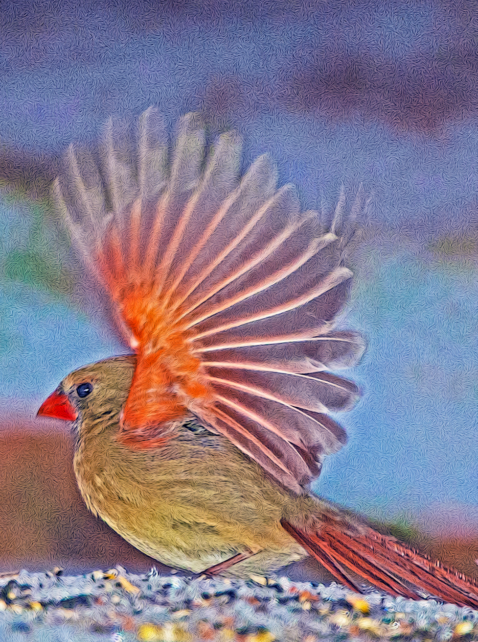 Cardinal with Wings Open 25 February 2022 at 3 Dog Acres in the rural Ozark Highlands of Arkansas