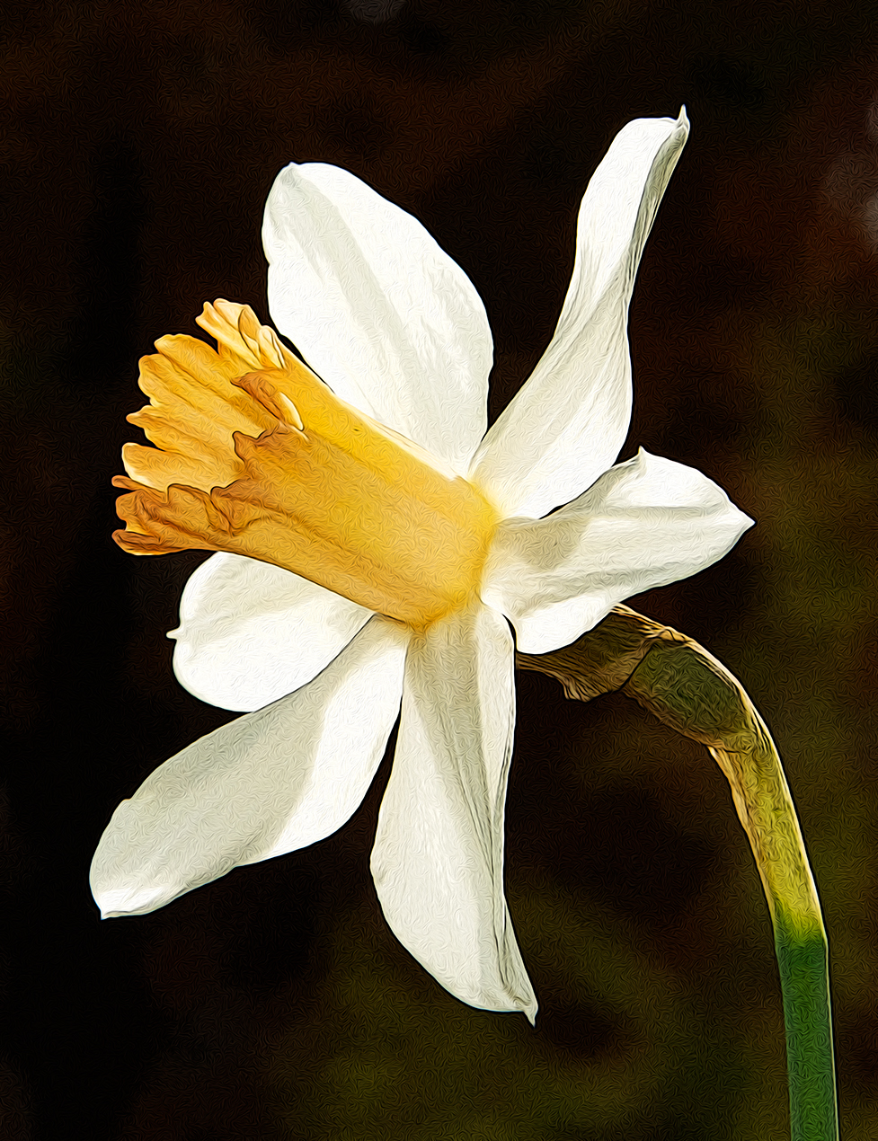 The Narcissus Geranium aka Tazetta Daffodil at 3 Dog Acres in the rural Ozark Highlands of Arkansas on 7 April 2022