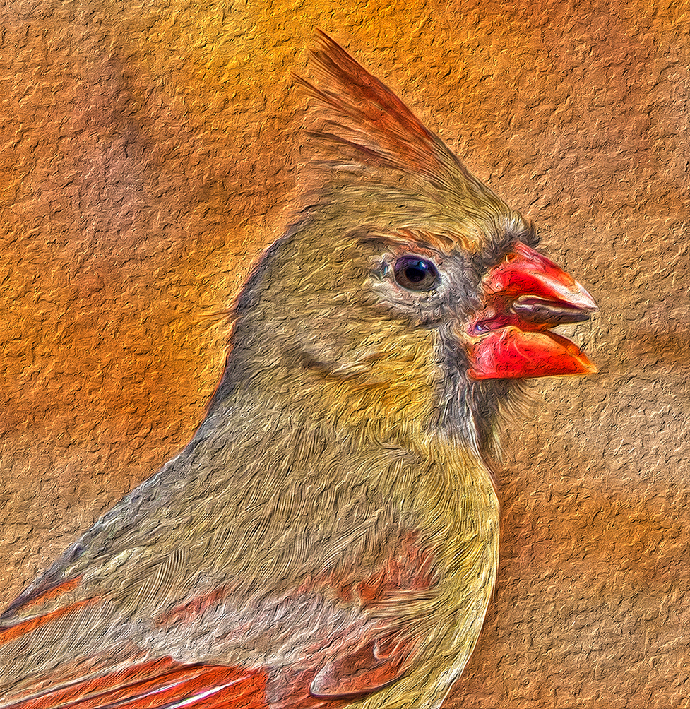 female Cardinal bird 2 at 3 Dog Acres Washington County Arkanbsas 15 february 2022