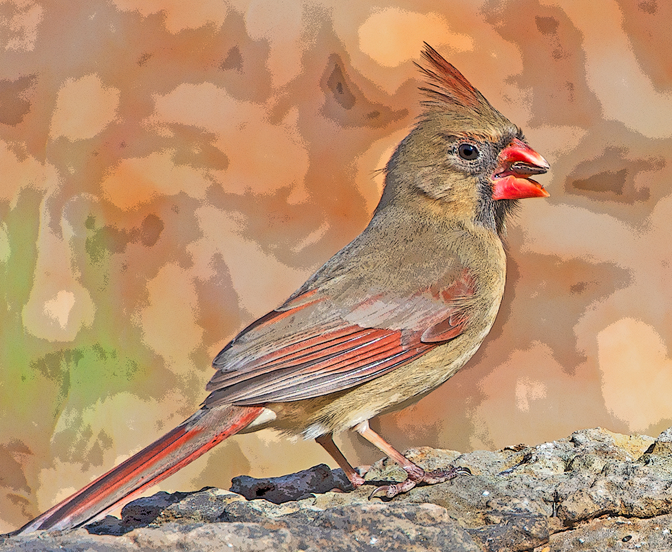 female Cardinal bird 3 Dog Acres Washington County Arkanbsas 15 february 2022