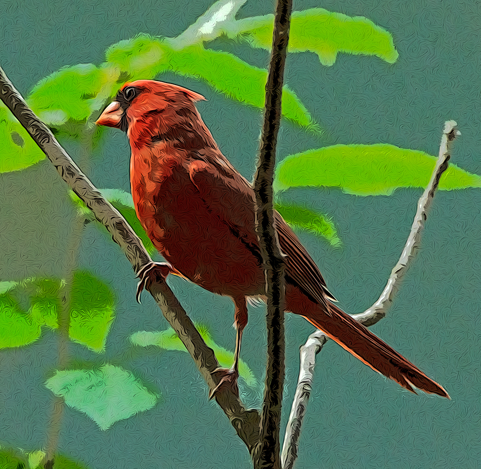 a male Cardinal bird on a tulip poplar branch at 3 Dog Acres in the rural Ozark Highlands of Arkansas on 28 May 2022