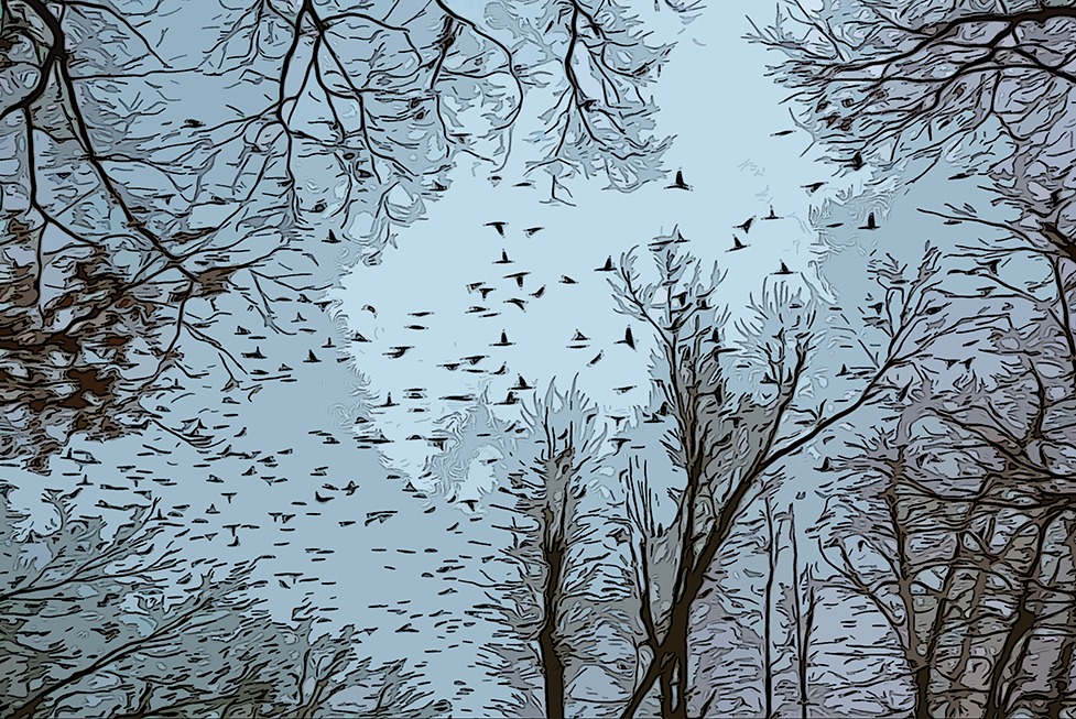blackbirds fly north at sunset on a gray day in February 2012