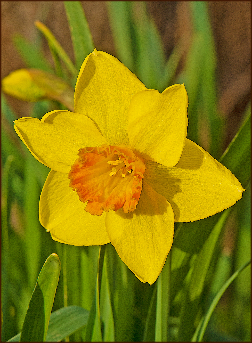 daffodil with orange center at 3 Dog Acres on 25 March 2022