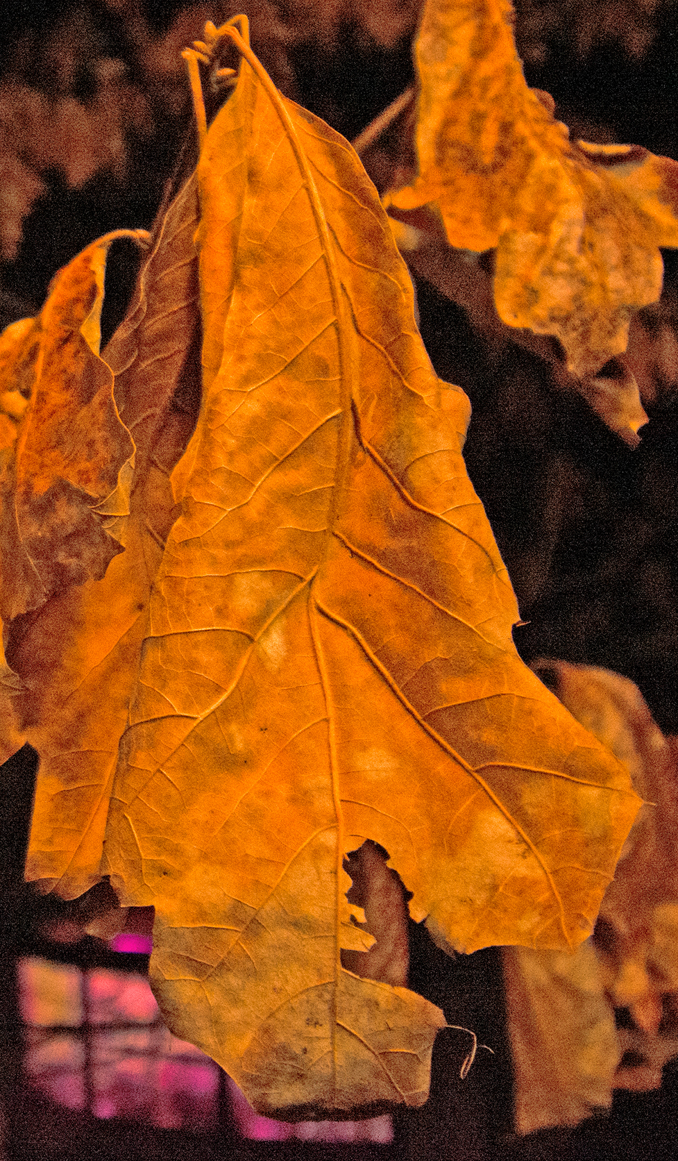 red oak leaf from the old tree named Ruth at 3 Dog Acres on 15 March 2022