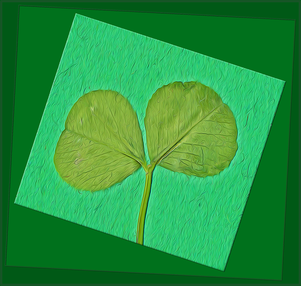 a rare 2-leaf clover found at 3 Dog Acres in the rural Ozark Highlands of Arkansas on 19 May 2022
