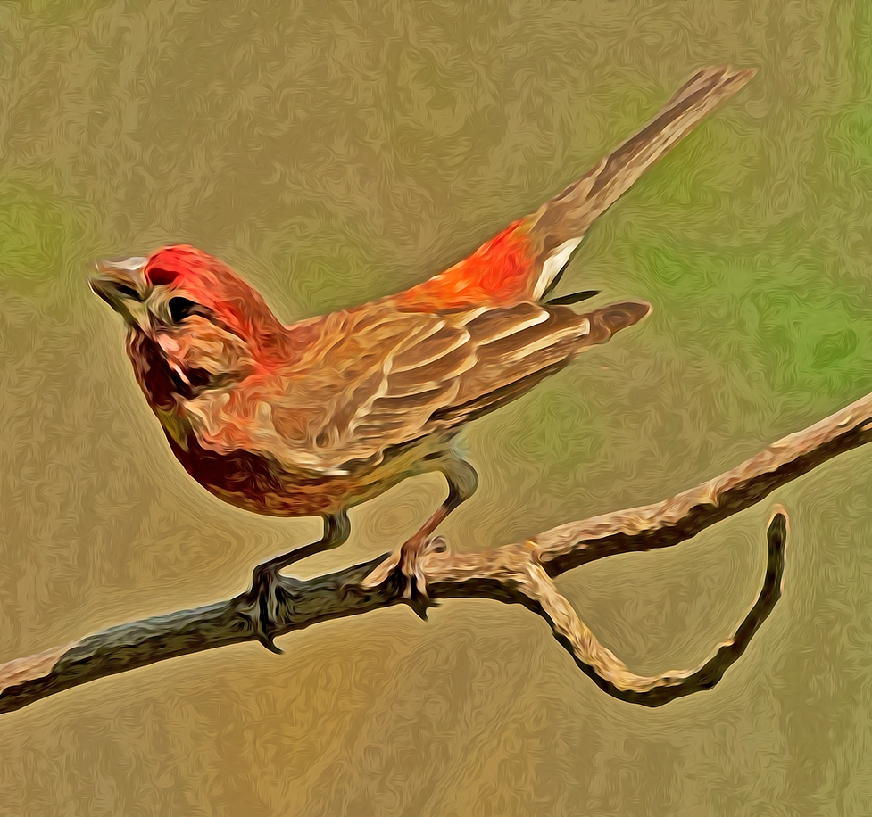 a bit of pixel mysters showing a version of a cardinal fledging on a branch beside the feeder on 9 May 2022 at 3 Dog Acres in the rural Ozark Highlandds of Arkansas