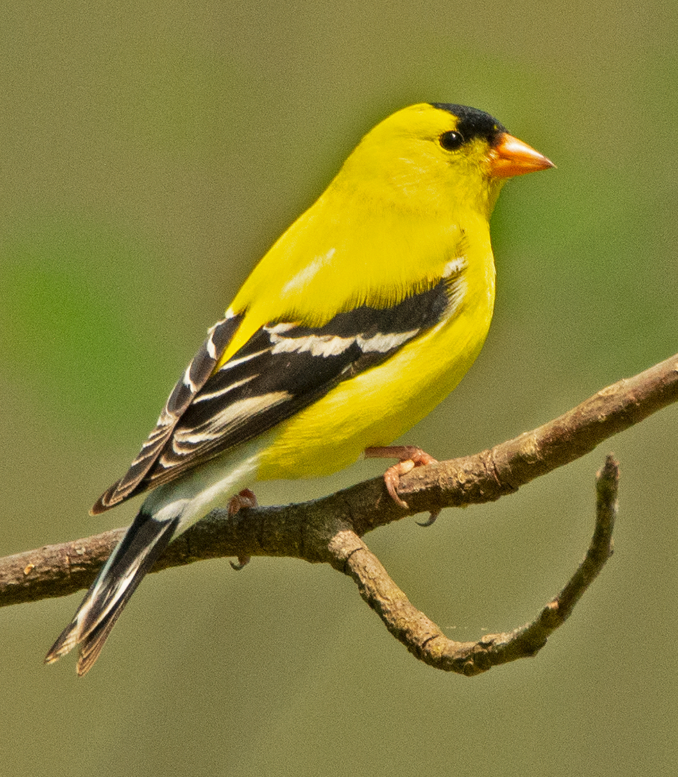an American Goldfinch on a dead branch of a tulip poplar sapling at 3 Dog Acres in the rural Ozark Highlands of Arkansas on 9 May 2022