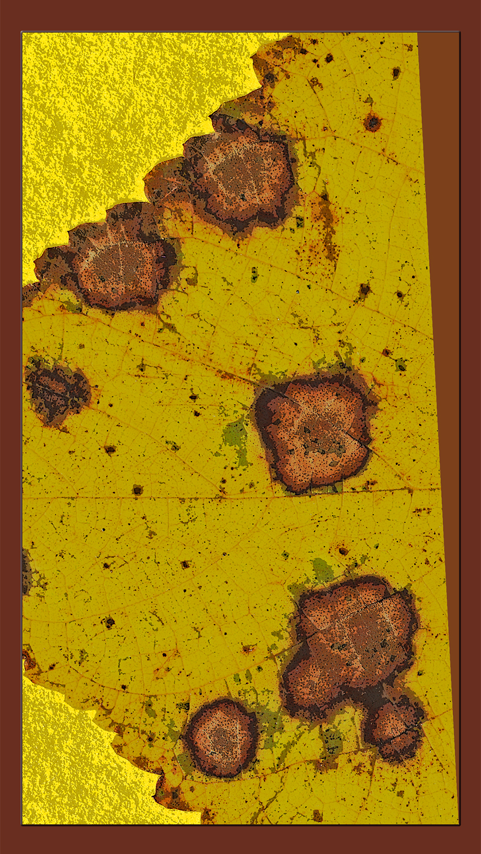 a section of the leaf of a catalpa gathered at 3 Dog Acres in the rural Ozark Highlands of Arkansas on 22 September 2022