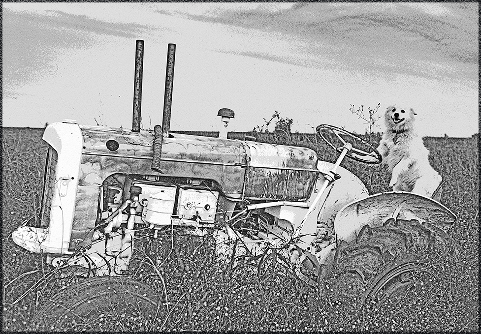A Spitz dog named Mark Spitz was observed at the wheel of a tractor in a cotton field at Joiner Arkansas in the summer of 1981