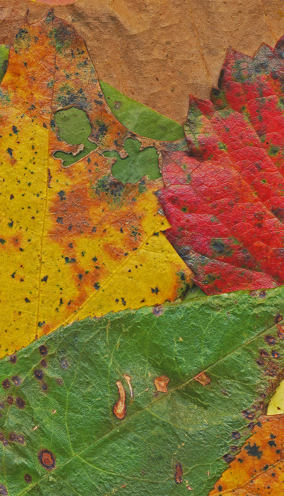 Several early autumn leaves found on the ground and gathered in the Ozark Highlands of Arkansas to make a palette of color and shape