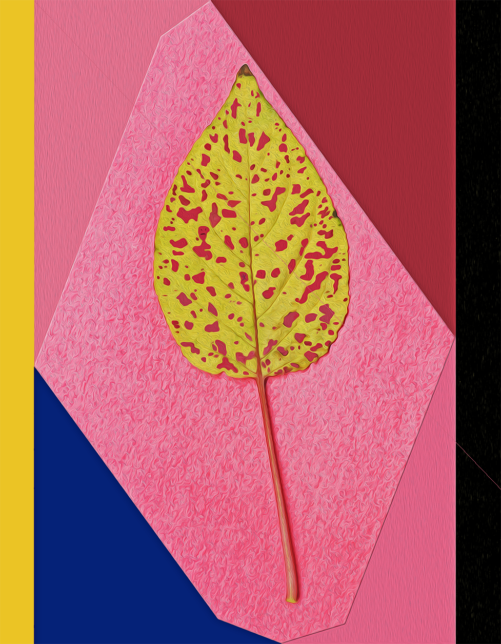 a leaf of the polka dot flower aka Outsidepride Hypoestes plucked in the Sun Room of Corvus Studio in the Ozark Highlands of Arkansas on 21 October 2023