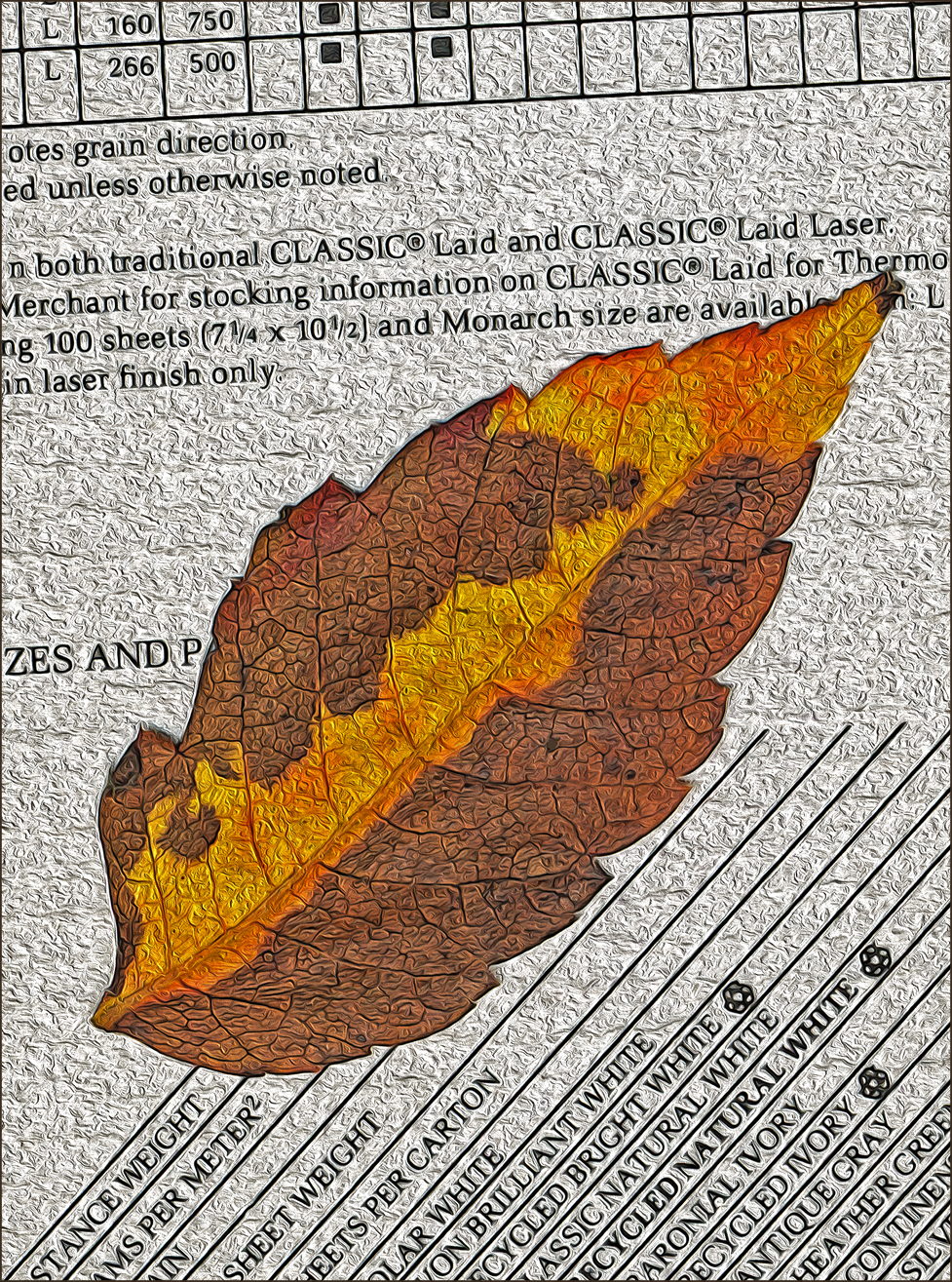 a leaf of the golden raintree which fell to the earth on 29 september 2023