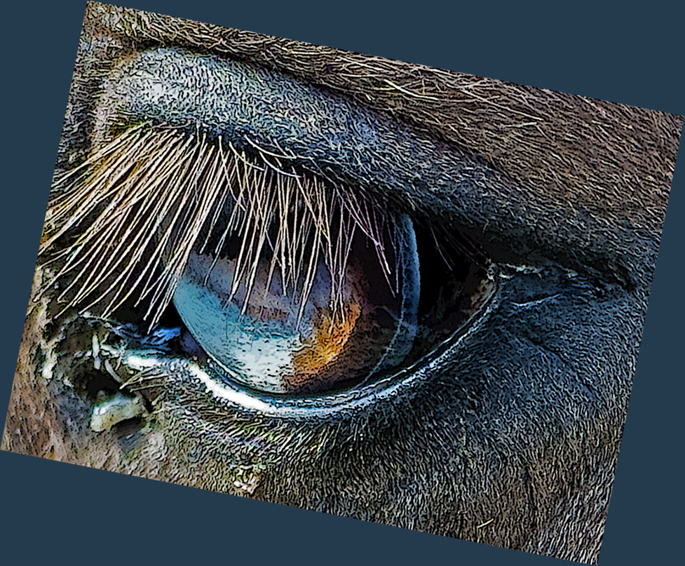 a close-up of the left eye of a horse living at Angel Dog Farm in the village of West Fork in the Ozark Highlands of Arkansas in the early morn of 5 November 2023