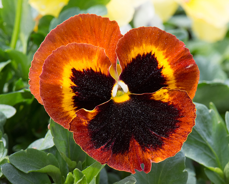 Pansy by the Studio