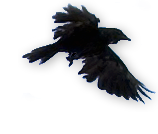 flying crow