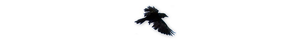 flying crow 2