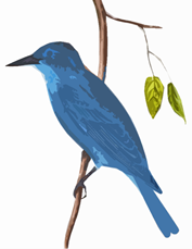 a blue bird of hope