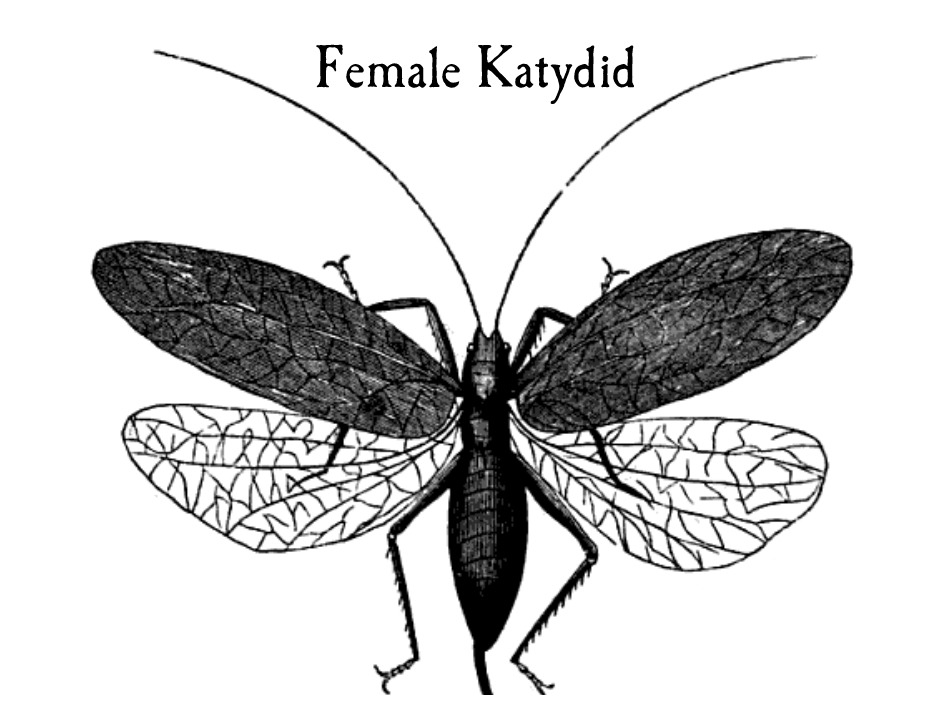 Female Katydid
