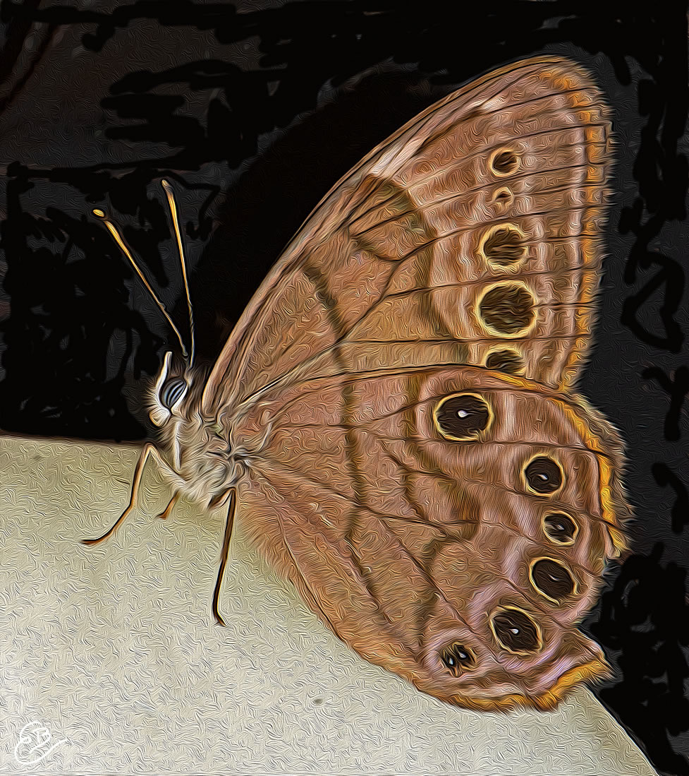 Pearly Eye butterfly