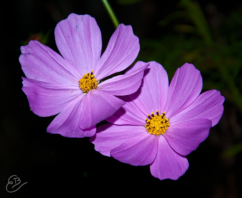 this lovely Cosmos