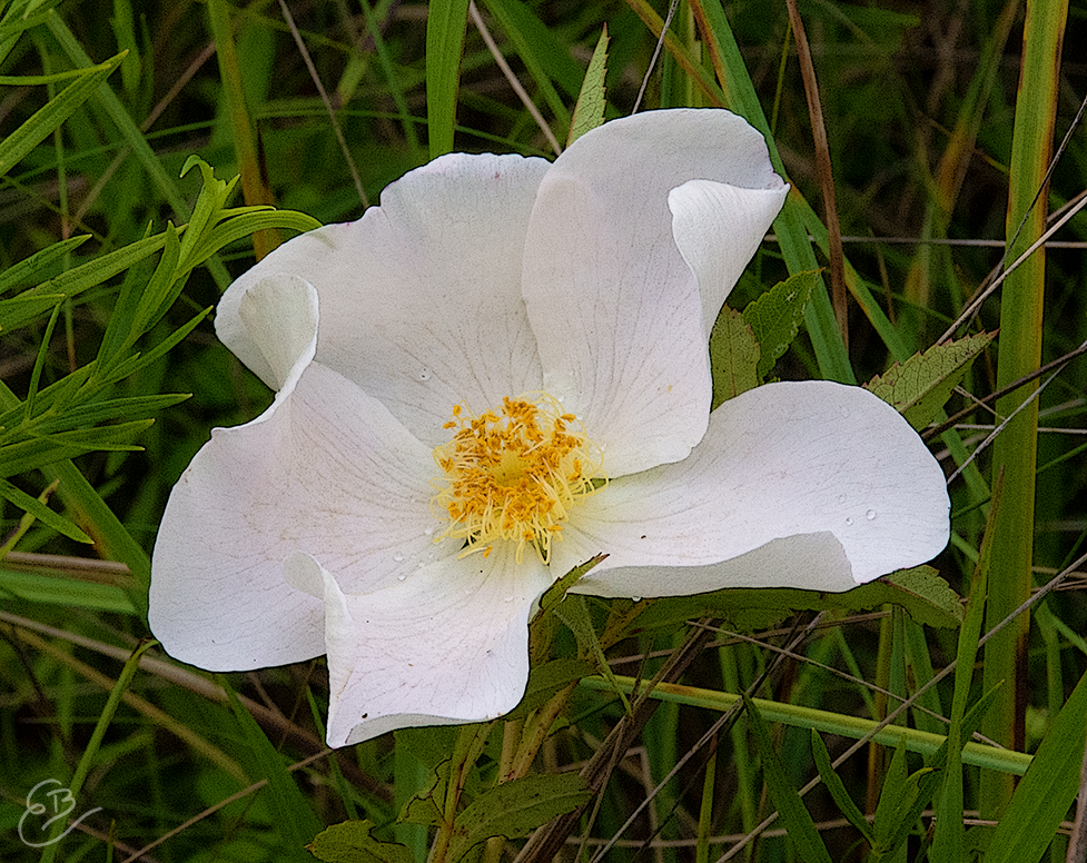 white prairie rose c