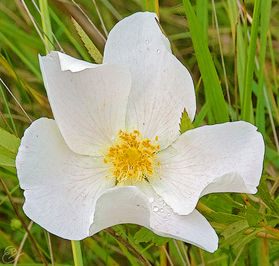 white prairie rose
