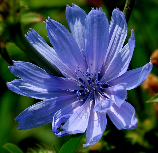 blue flower