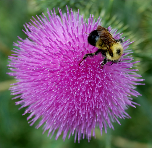 flower and bee