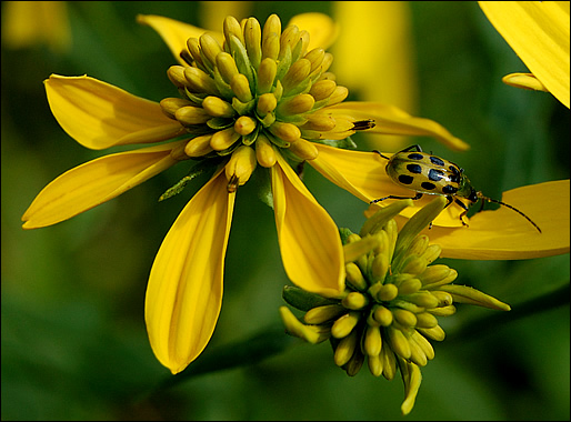 flower and bug