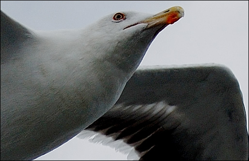 another gull
