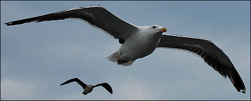gulls in flight