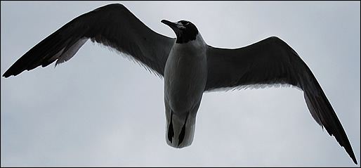 flying gull