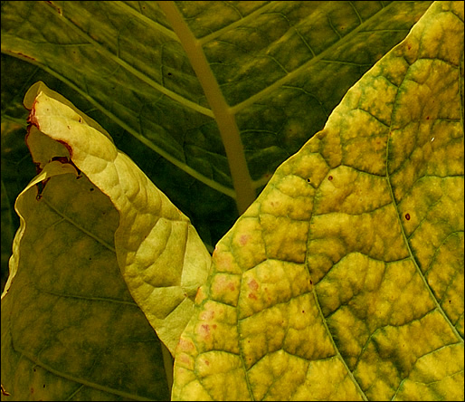 tobacco leaves