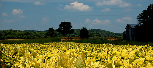 tobacco field