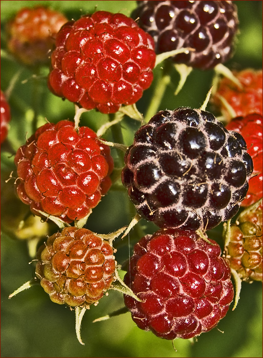 berries in morning light