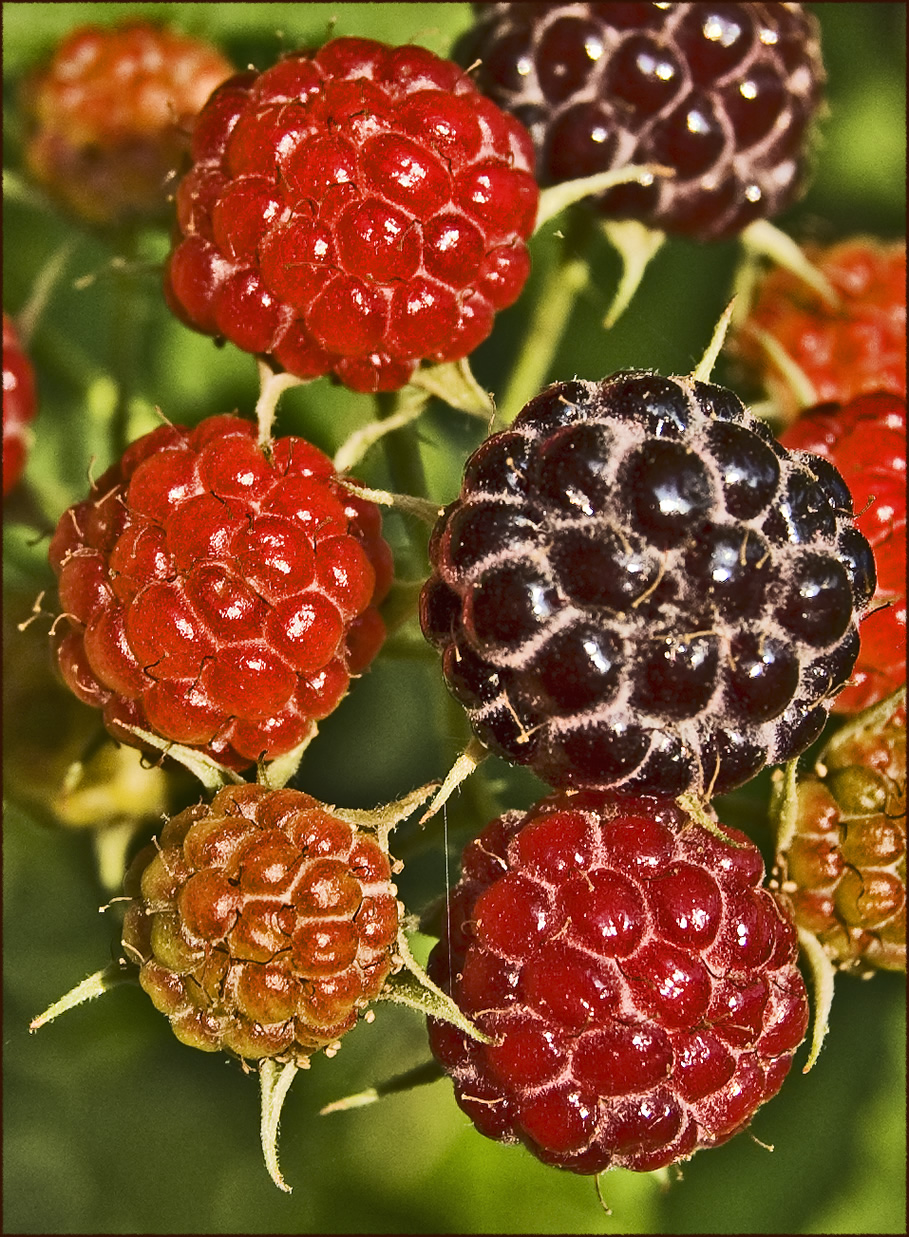 blackberries in morning sun