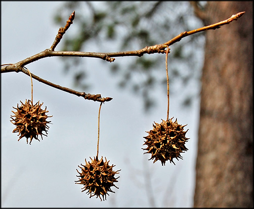 gum balls