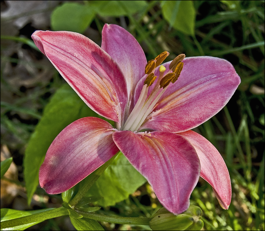 Pink Lily in morning sun