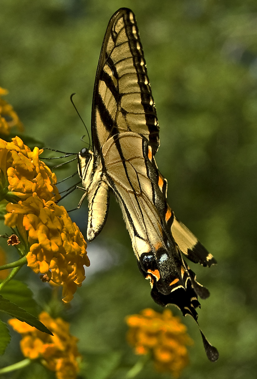 tiger swallowtail profile
