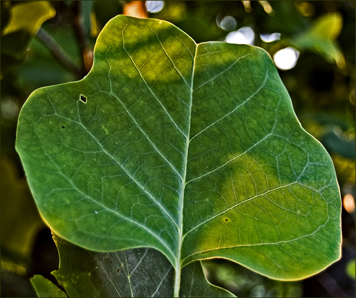 tulip poplar leaf