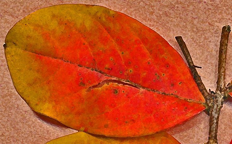 crepemyrtle leaf at 3 Dog Acres on 1 November 2013