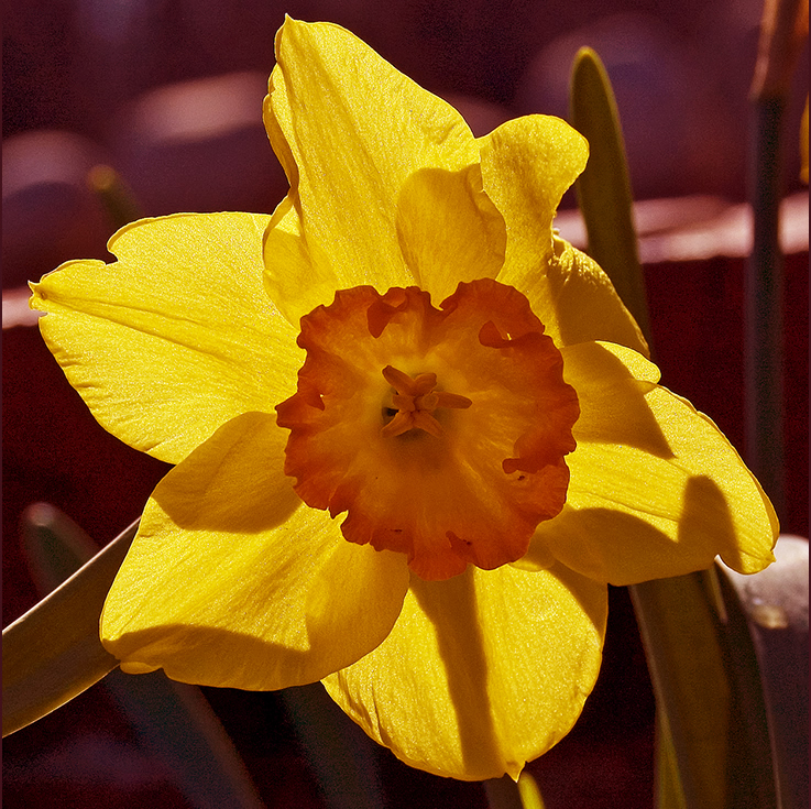 a daffodil at Crow's Cottage