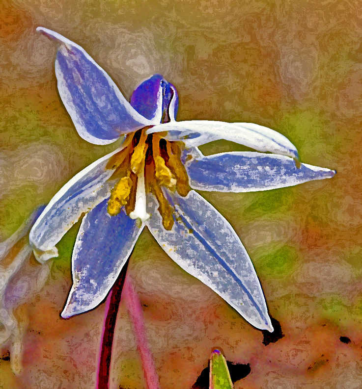 dogtooth flower aka trout lily at 3 Dog Acres 1 April 13