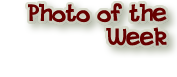 go to Photo of the Week