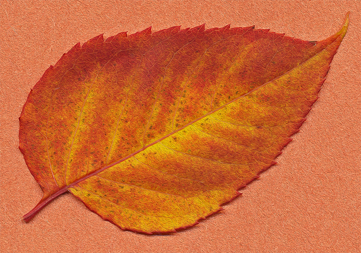 leaf of the Hercules Club photographed on 6 November 2013