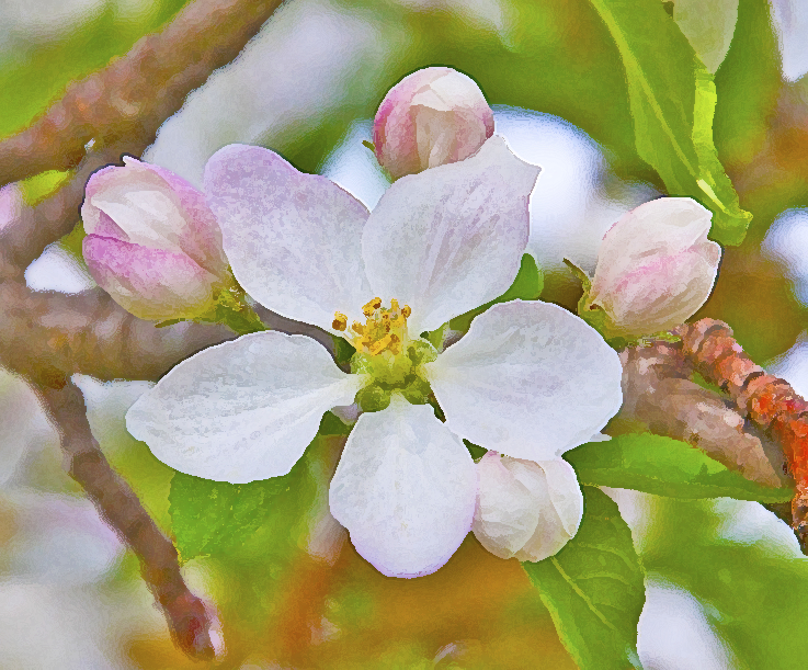 an apple blossom