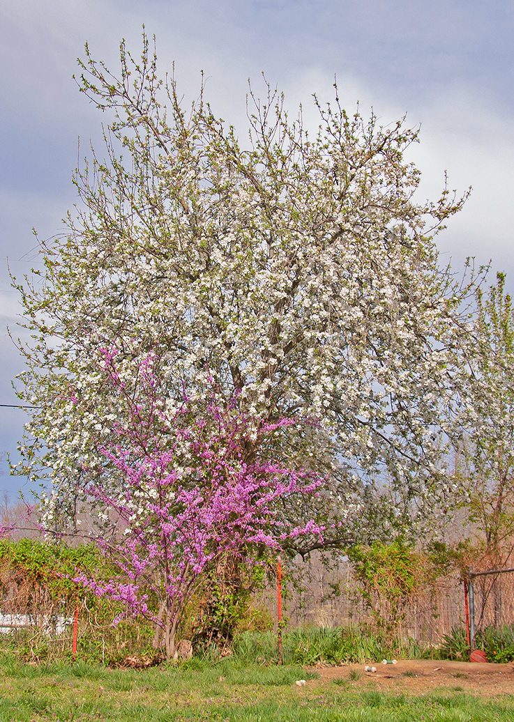 the old apple tree with a redbud at Crow's Cottage 13 April 2014