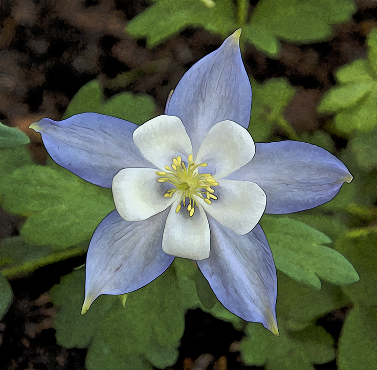flower of the columbine at 3 Dog Acres on 10 May 2014