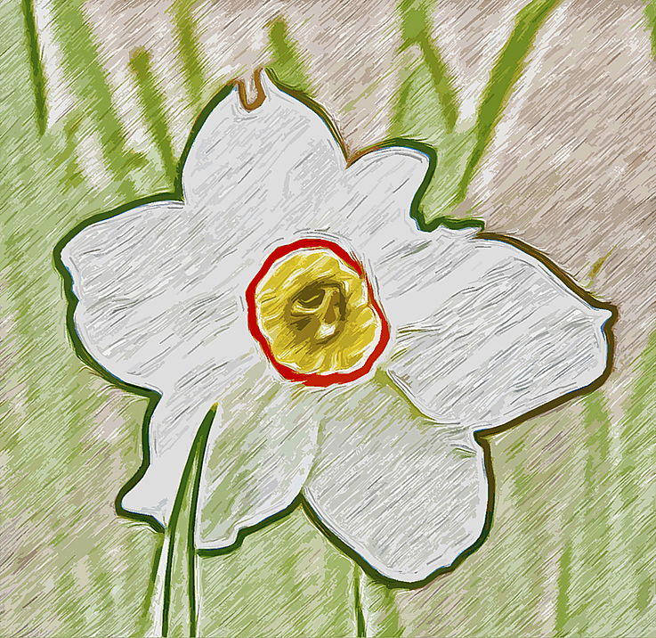 a daffodil in the north driveway flower bed at 3 Dog Acres at noon on 24 April 2014