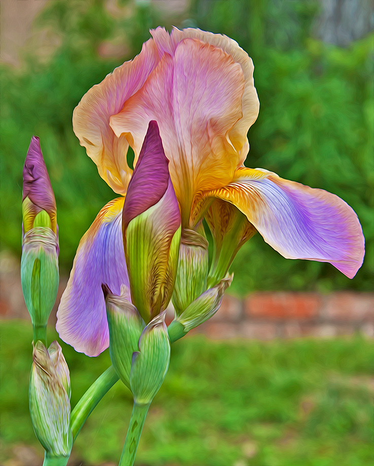 an iris at 3 Dog Acres on 8 May 2014